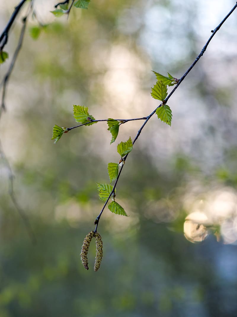 birch, branch, buds, macro, spring, HD phone wallpaper