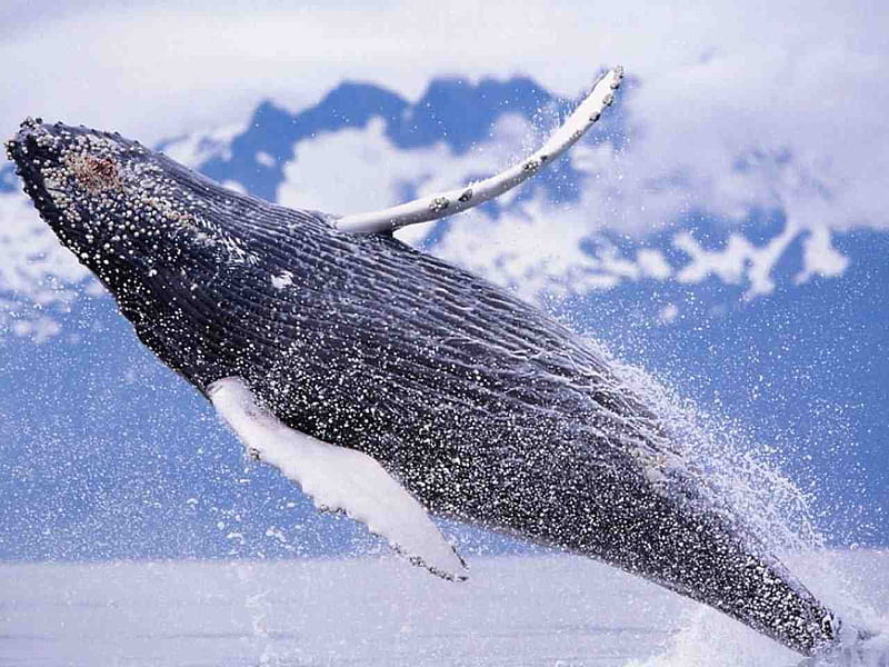 WHALE AT PLAY, HD wallpaper | Peakpx