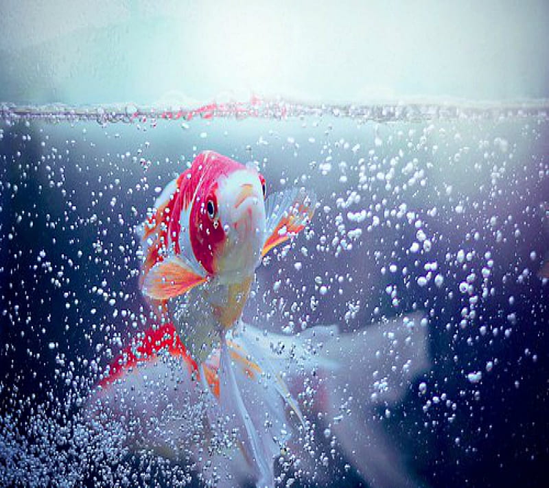 Fish Bubbles , 2012, bird, cool, cute, drops, love, nature, new, rocky, water, HD wallpaper