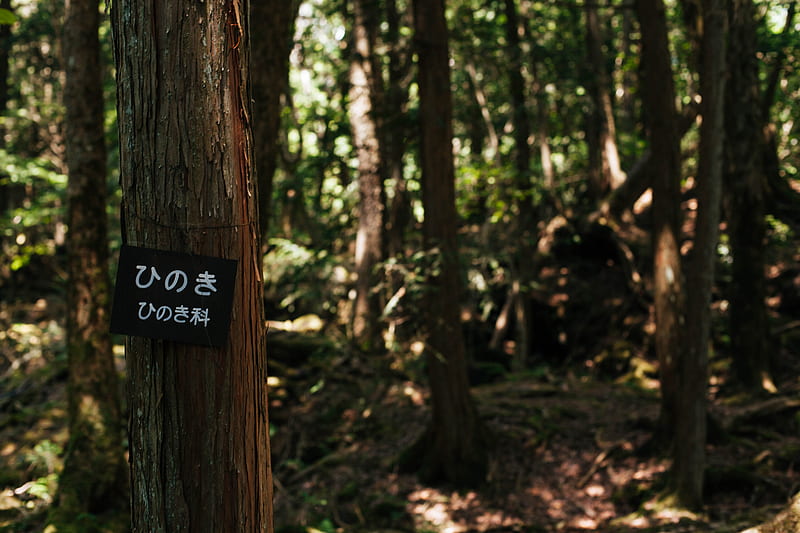 brown wooden tree trunk with no smoking sign, HD wallpaper