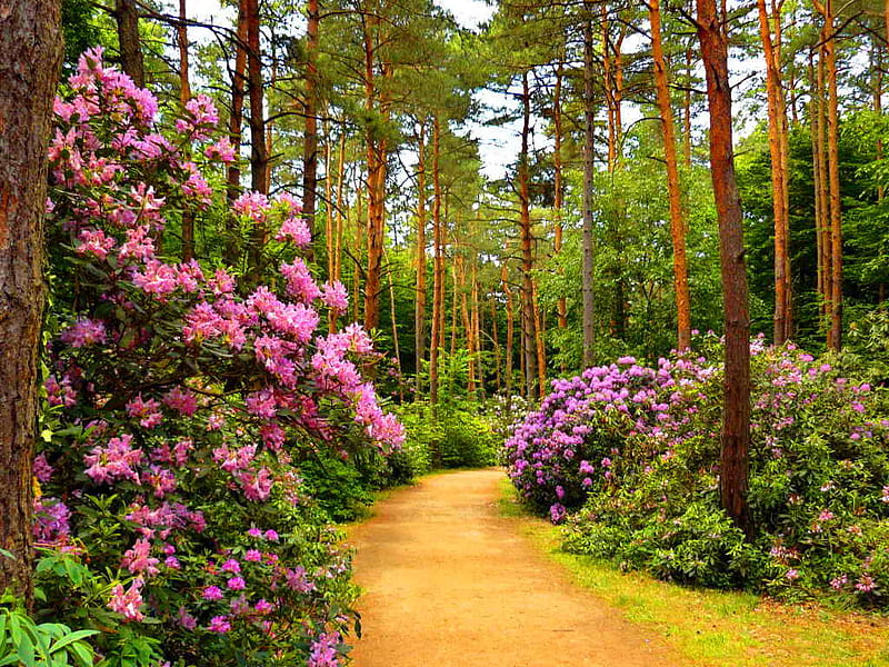 Flower alley in park, bonito, spring, park, roses, trees, floral, alleys, purple, summer, flowers, path, nature, pink, HD wallpaper