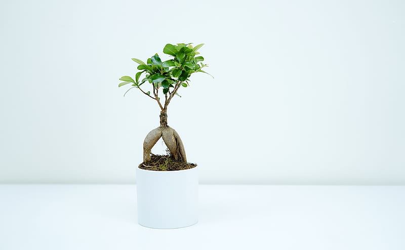 Bonsai Plant Indoor Ultra, Aero, White, Ficus, Decoration, Miniature, Bonsai, Roots, ornamentaltree, HD wallpaper