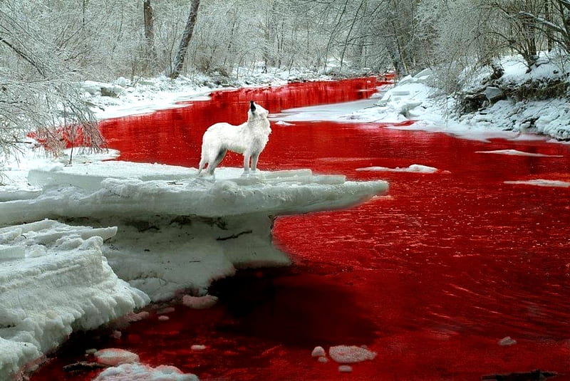 BLOOD RIVER WOLF, snow, river, wolf, white, winter, blood, HD wallpaper