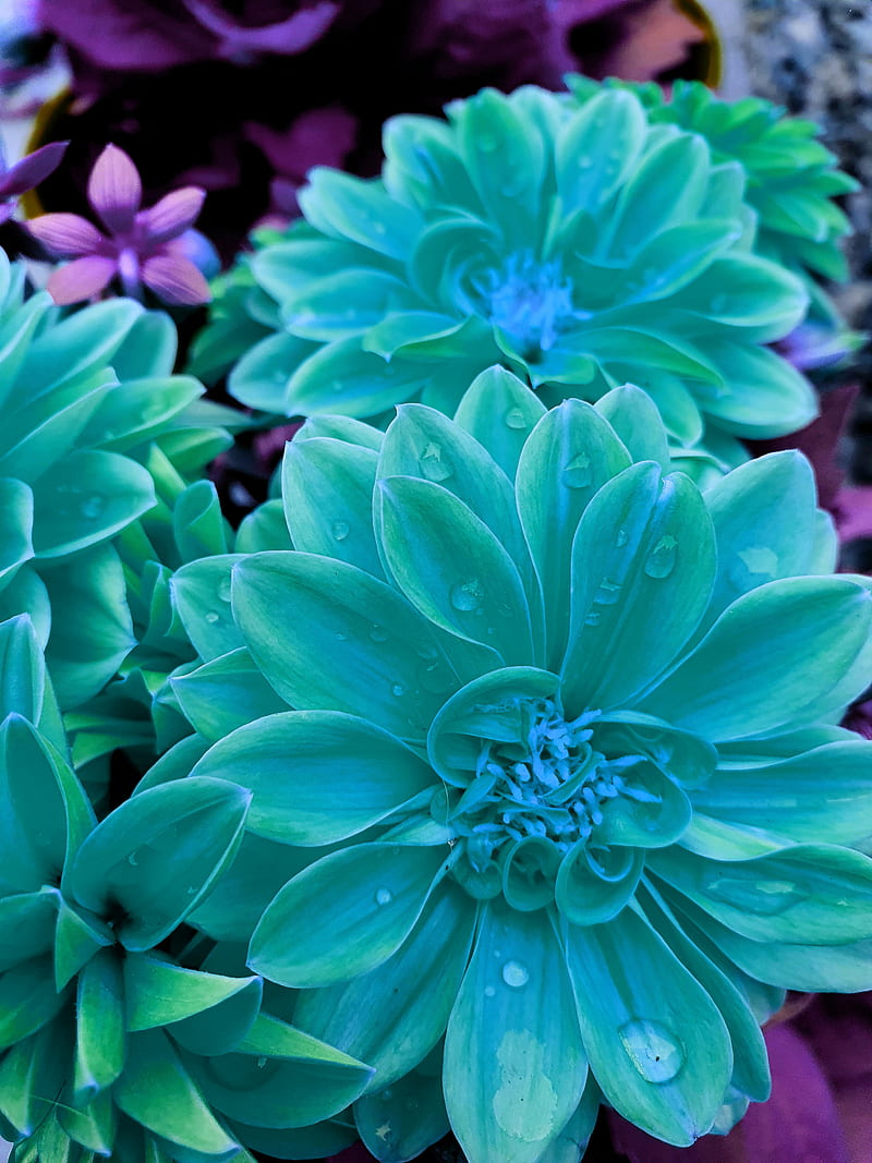 Download A Close Up Of A Bunch Of Blue Succulents Wallpaper  Wallpaperscom
