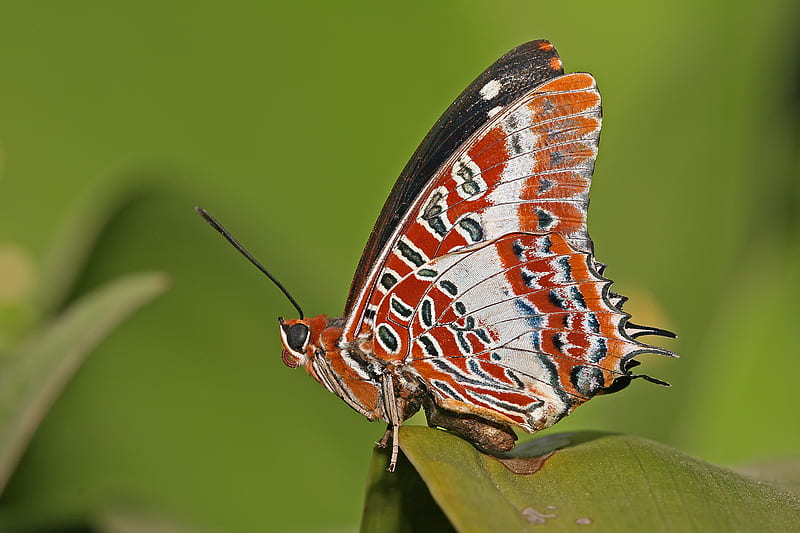 Ready for flight, butterfly, frilled wings, orange, black, white, HD wallpaper