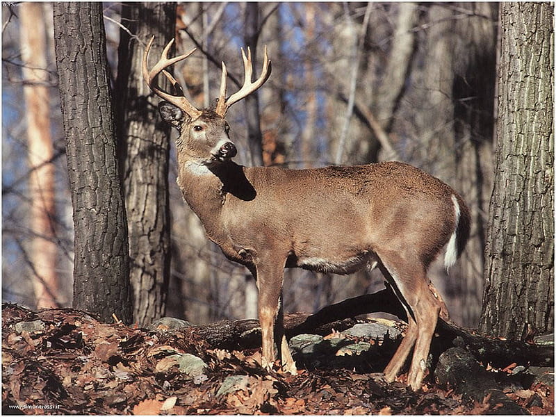 Buck Looking Back, tree, bucks, white tail deer, mule deer, nature, animals, deer, HD wallpaper