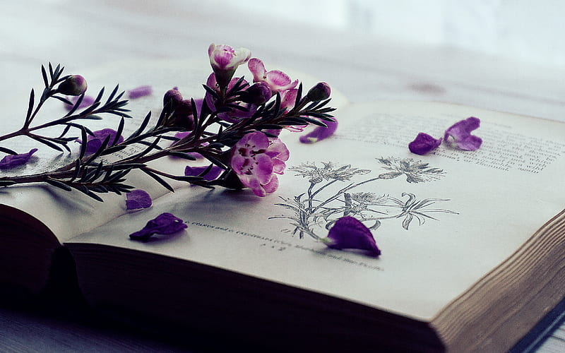 Selective Focus graphy of Purple Flowers on Book Page, HD wallpaper