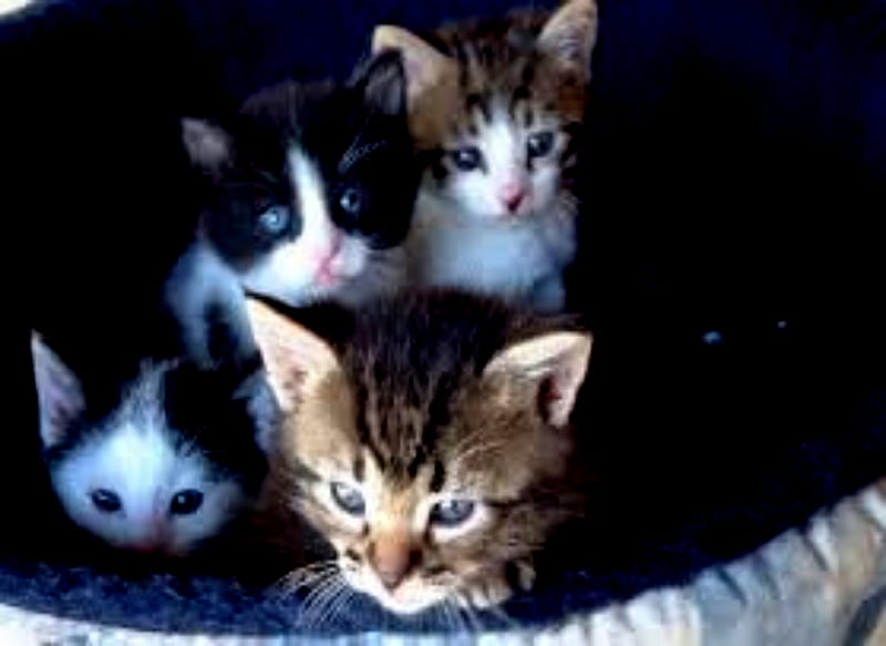 Baby Kittens, Baby, Cute, Kittens, HD wallpaper Baby Kittens, Baby, Cute, Kittens, HD wallpaper