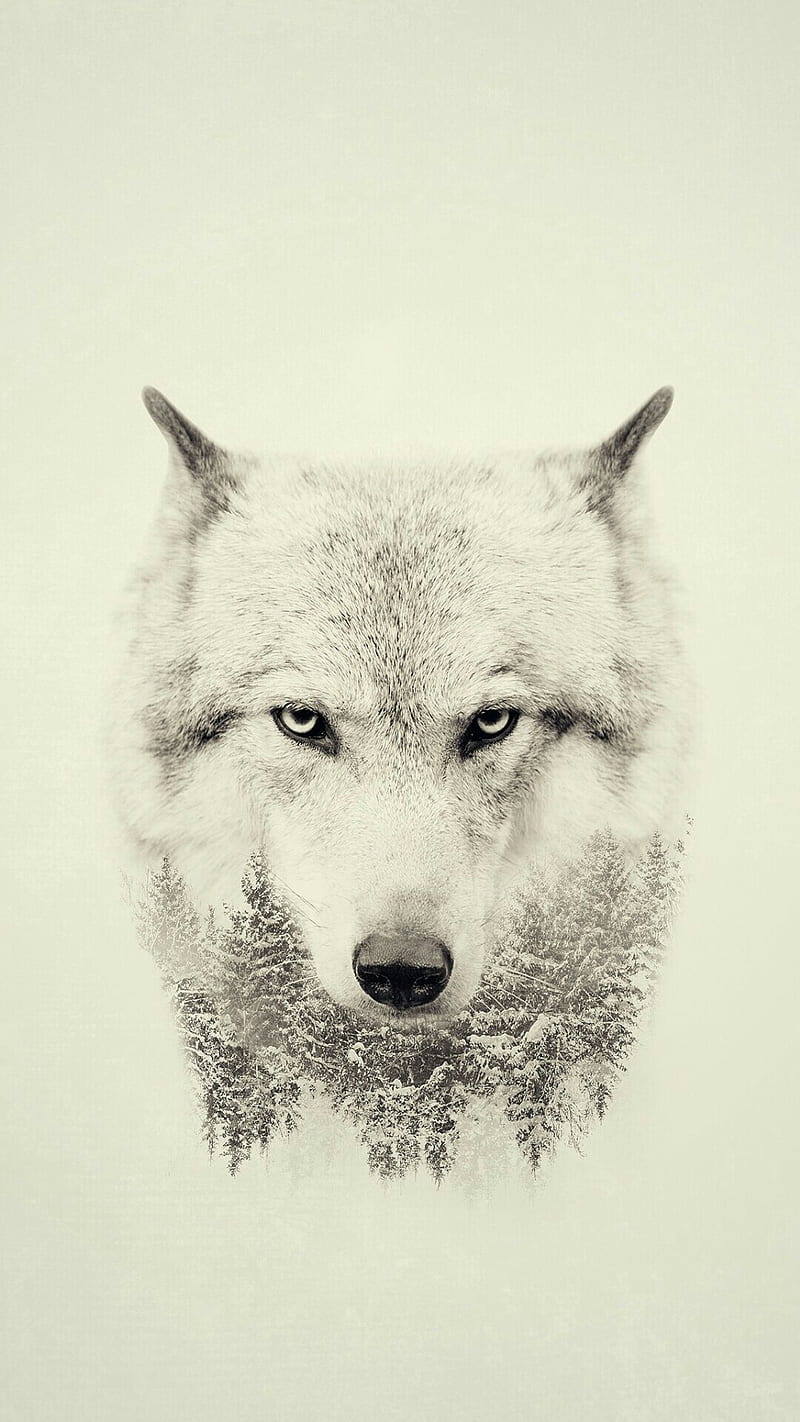 Winter Wolf, animal, HD phone wallpaper