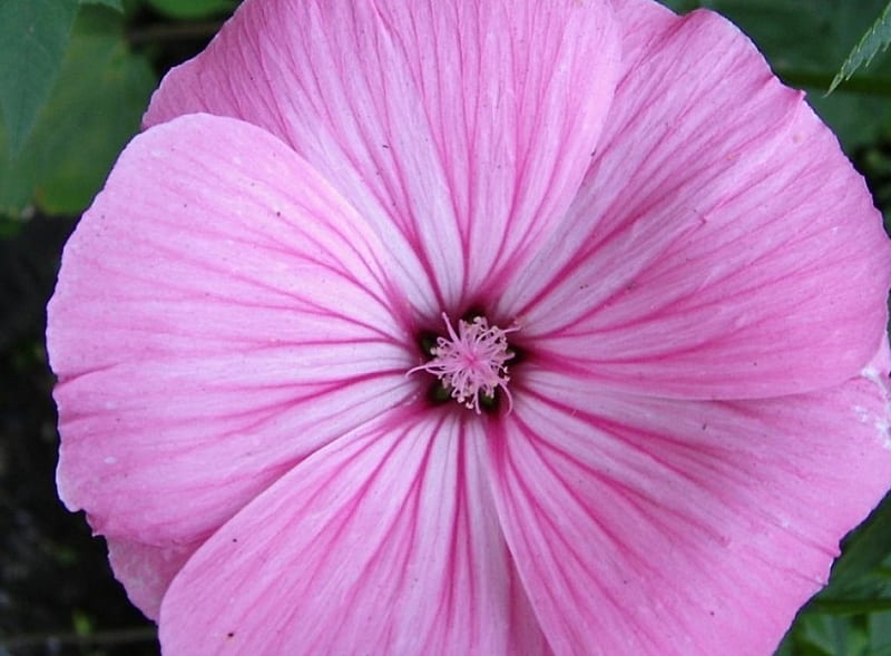 Petunia, flower, petals, pink, macro, HD wallpaper