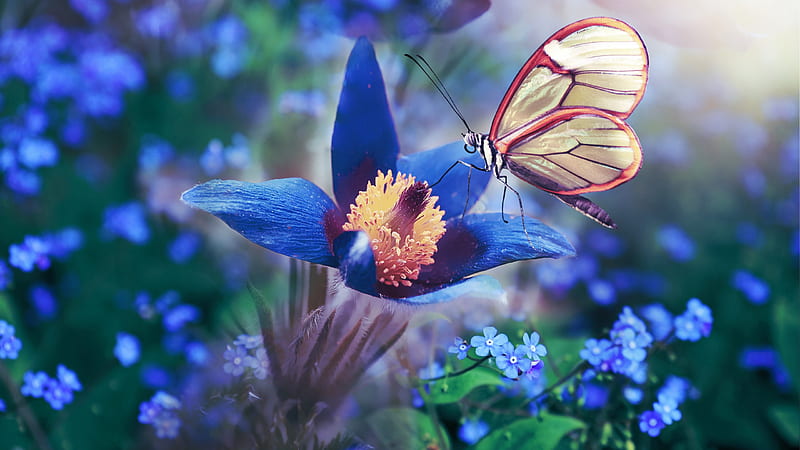 Light Yellow Red Butterfly On Filament of Anemone Blue Flower Butterfly, HD wallpaper