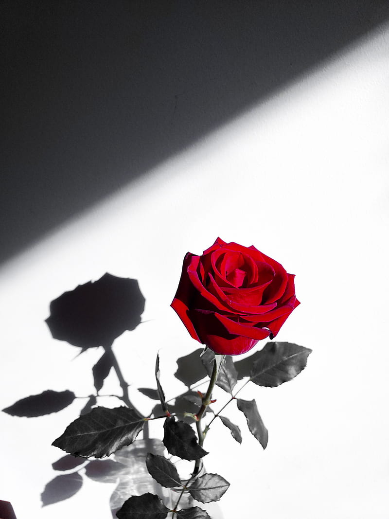 Red rose in white background, HD phone wallpaper | Peakpx