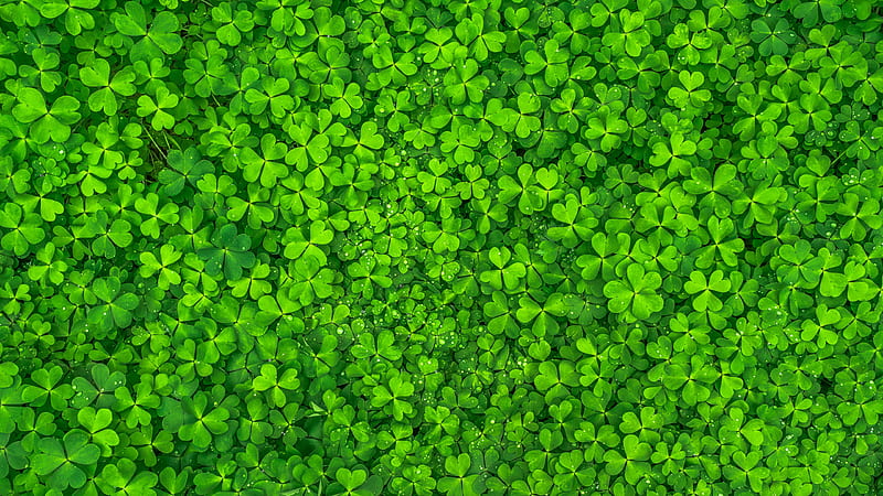 Green Four-Leaf Clovers Nature, HD wallpaper