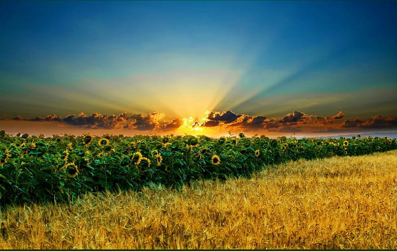 Sunrise above sunflower field, nature, sunflower, sunrise, field, HD wallpaper