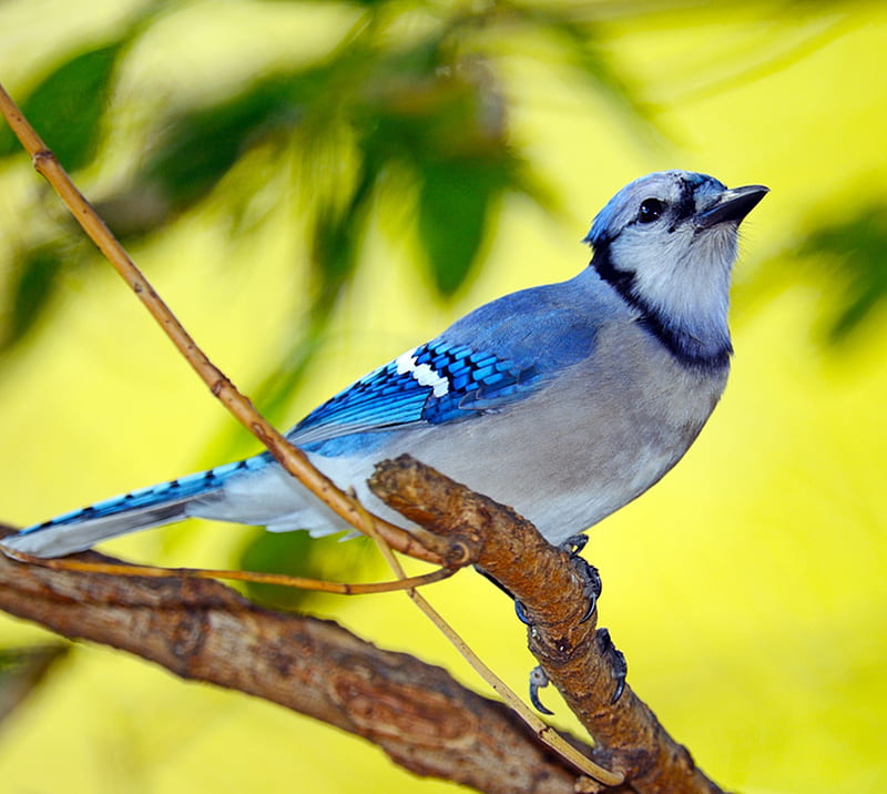 Blue Jay Bird, amazing, tree, HD wallpaper