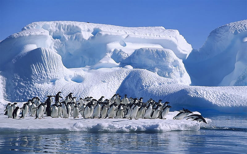Antarctic continent penguin animal 03, HD wallpaper