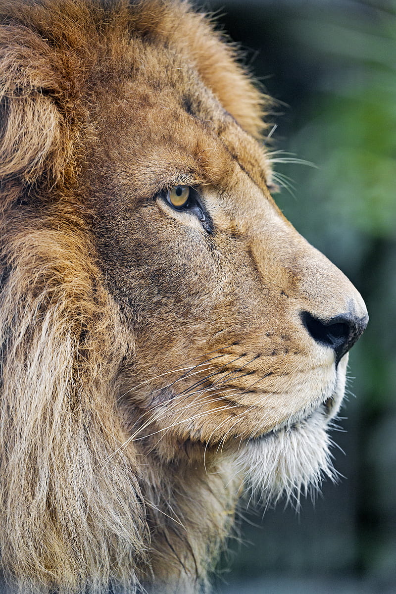 lion, predator, big cat, profile, HD phone wallpaper