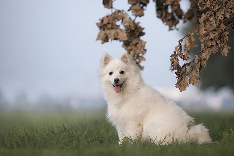 Dogs, Dog, Animal, Spitz, HD wallpaper | Peakpx