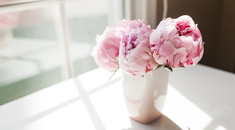 Nice Pink Peonies Flowers Ultra, Cute, Pink, Flowers, Window, Vase, peonies, HD wallpaper