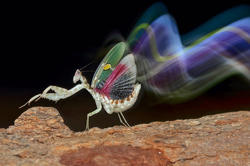 Insects, Praying Mantis, HD wallpaper