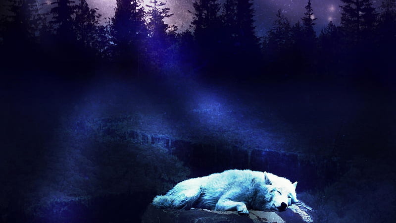 Sleeping in Moonlight, forest, moonlight, trees, wolves, sleeping, animal, HD wallpaper