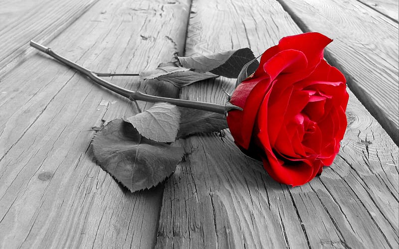 Flowers, Flower, Rose, , Red Rose, Selective Color, HD wallpaper