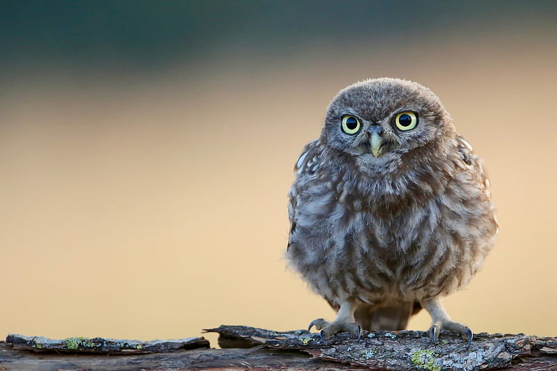Little Cute Owl , owl, birds, cute, HD wallpaper