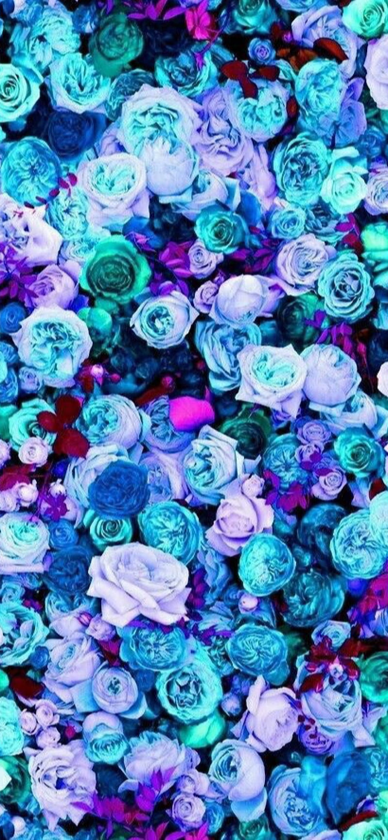 Rosas azules, flor, flores, púrpura, rosa, Fondo de pantalla de teléfono HD  | Peakpx