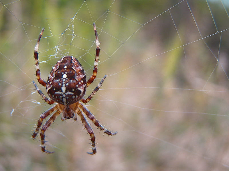 Spider of Legend, closeup, spider, brown, web, HD wallpaper