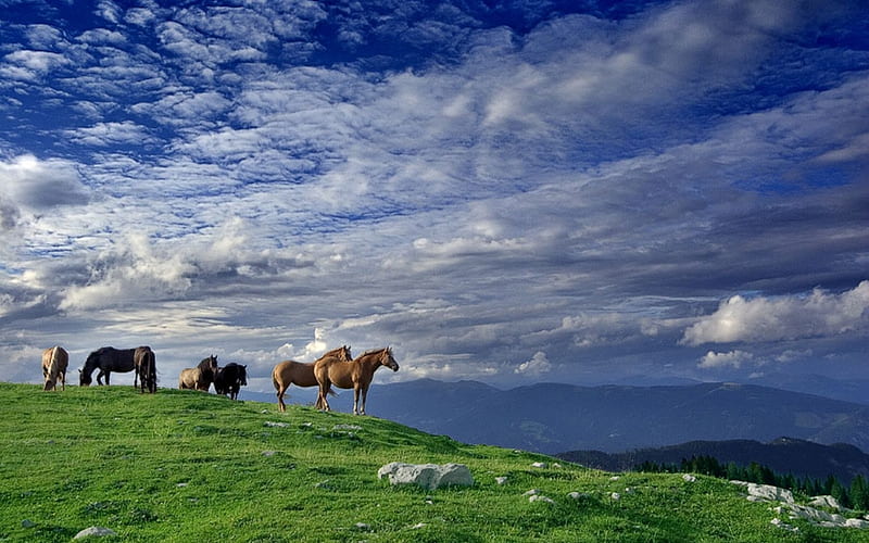 Wild Horses, nature, horse, clouds, animal, HD wallpaper