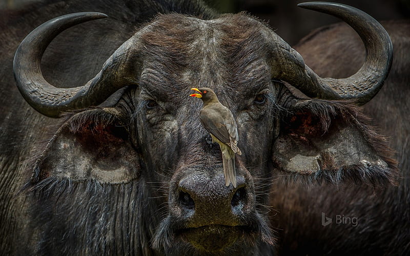 African buffalo, Bing, African Buffalo, HD wallpaper