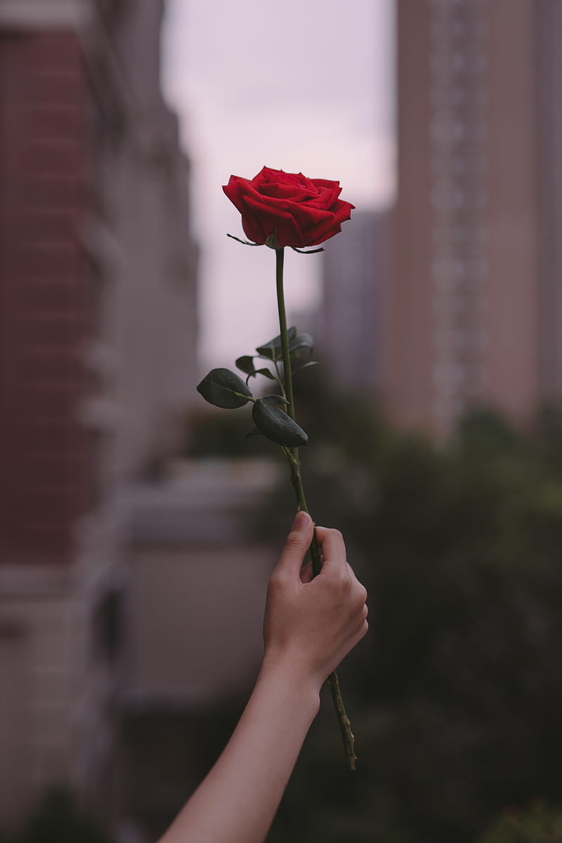 Rose, flower, hand, focus, HD phone wallpaper | Peakpx