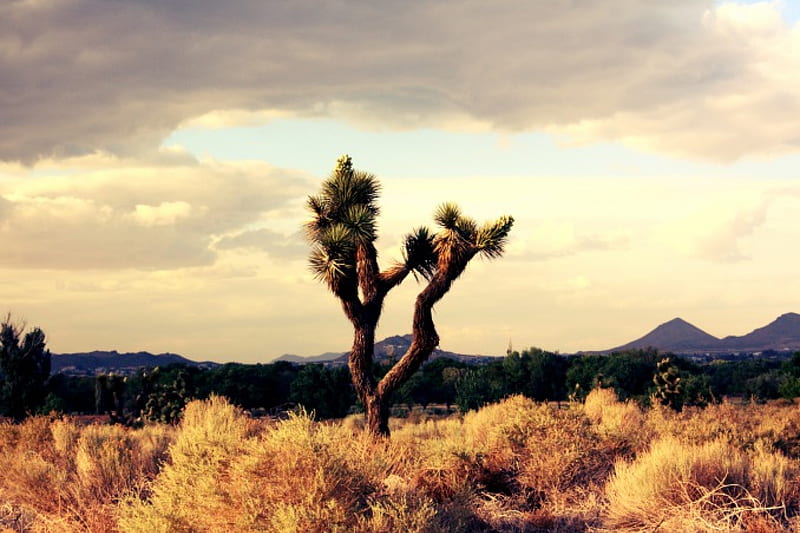 Mojave Desert- Southern California, thunderstorm, tree, desert, landscape,  HD wallpaper | Peakpx