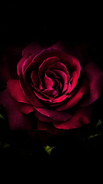 Red flower in dark, black, flowers, rose, HD phone wallpaper