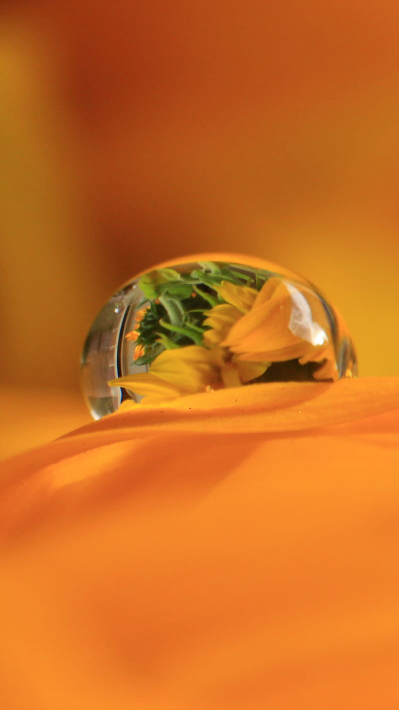 Water Drop , water drop, flower, nature, macro, orange, reflection, HD phone wallpaper