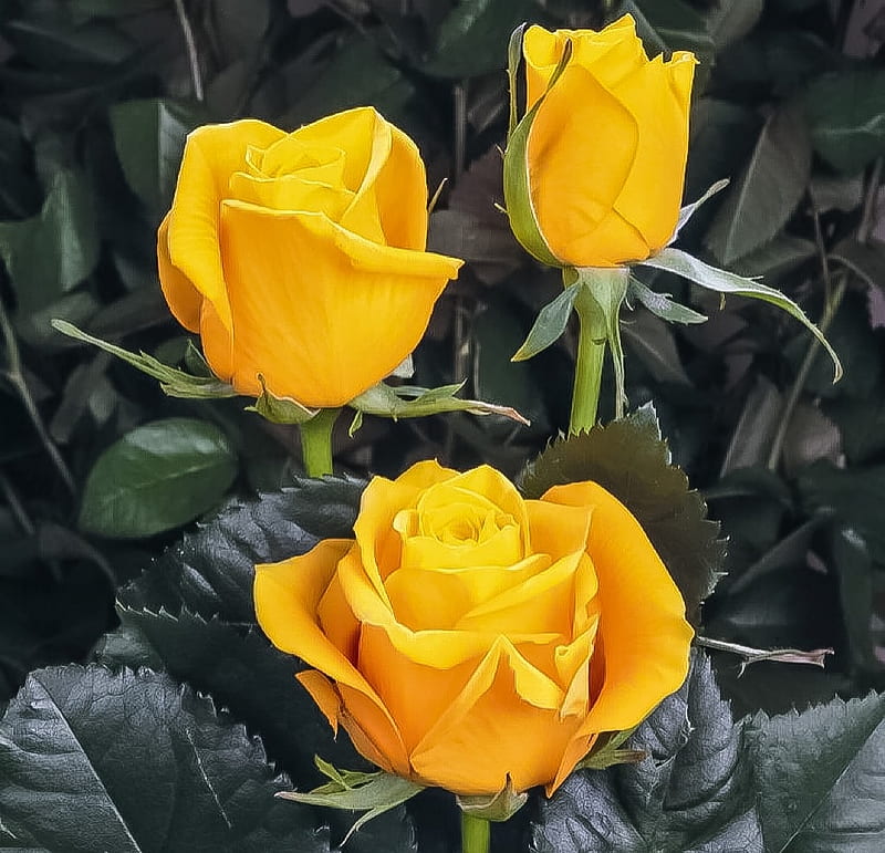 Rosas amarillas, amarillas, flores, rosas, ramo, Fondo de pantalla HD |  Peakpx