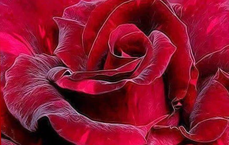 The color of love, red, pretty, True, Velvet, love, flower, vibrant, color, roze, HD wallpaper