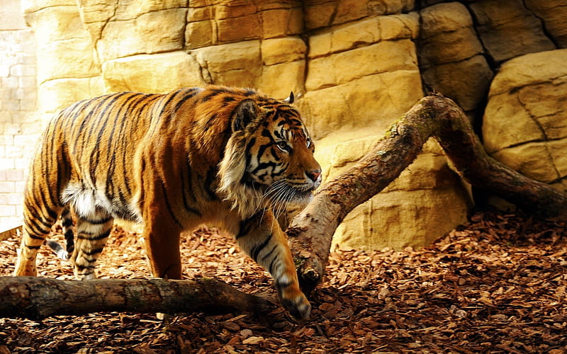 tiger, predator, wildlife, small animals, large tiger, HD wallpaper