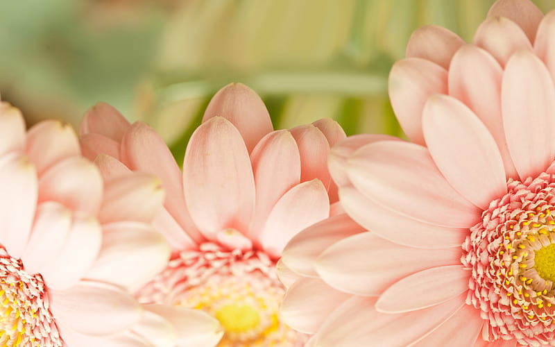 pink flower petals-macro, HD wallpaper