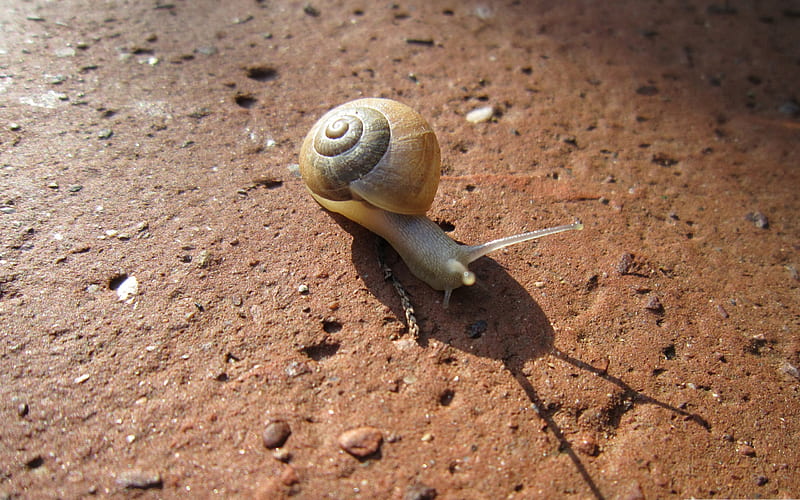 Snail crawling-snail album, HD wallpaper