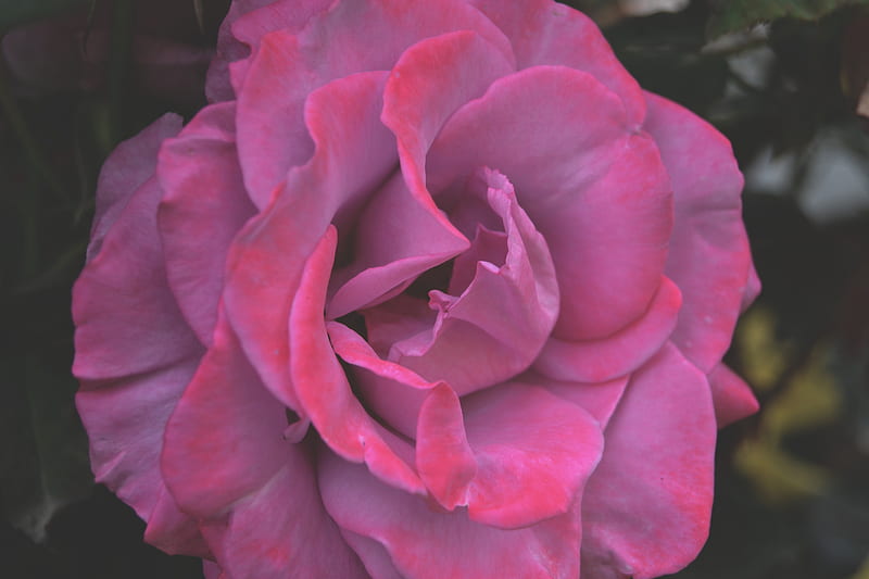 pink rose in bloom close up, HD wallpaper