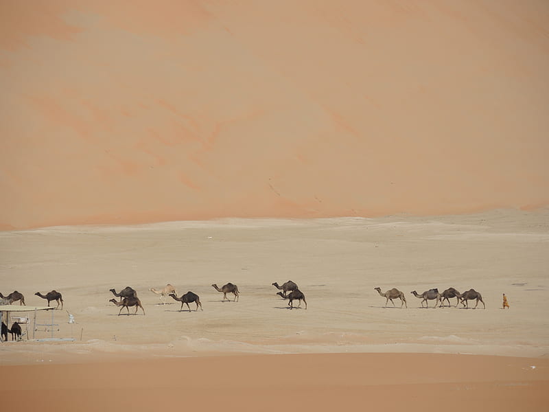 group of camels walking on desert lake at daytime, HD wallpaper