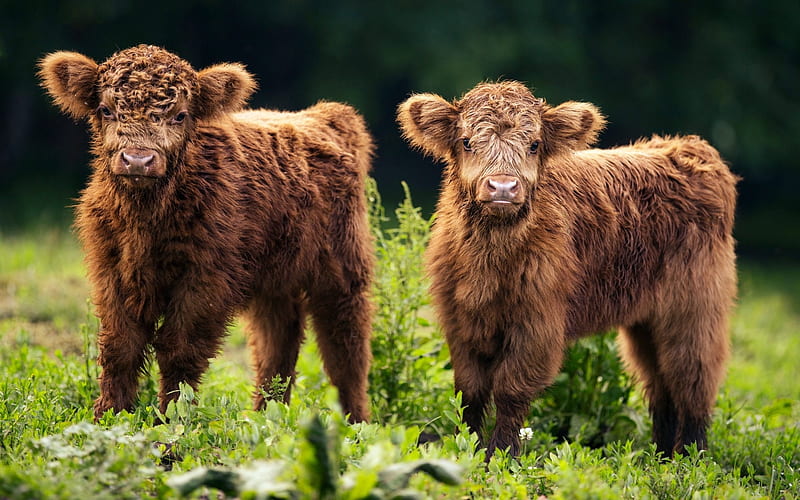 Brown Cows, Cute, Baby, Brown, Twins, Cows, HD wallpaper