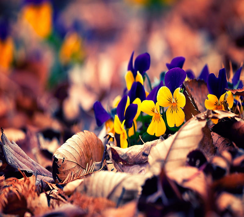 Autum leafs, autumn, background, blue, flowers, nature, purple, yellow ...