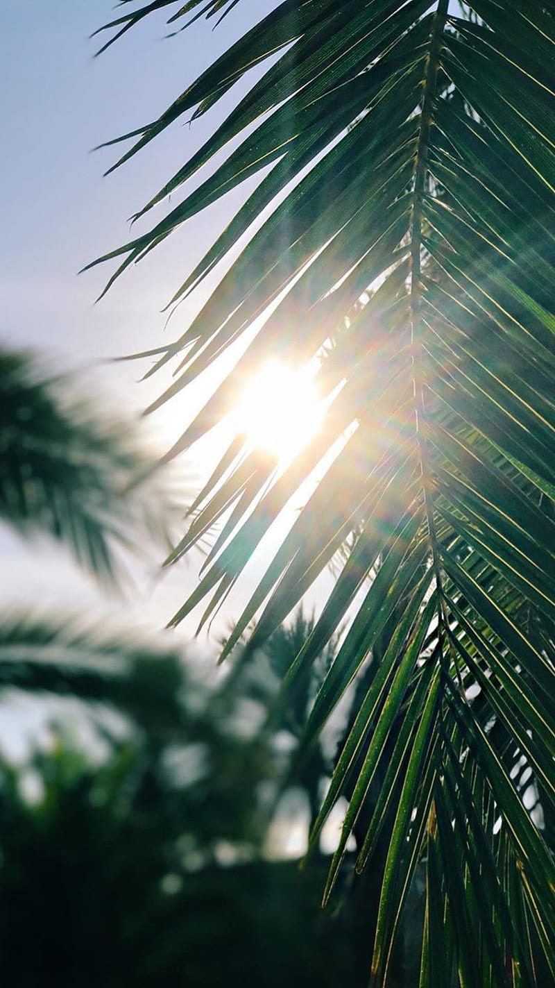 Palm, beaches, coconut, leaf, tree, trees, tropical, HD phone wallpaper