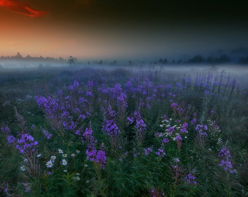Dawn, sun, purple, flowers, nature, fields, floral, mist, HD wallpaper