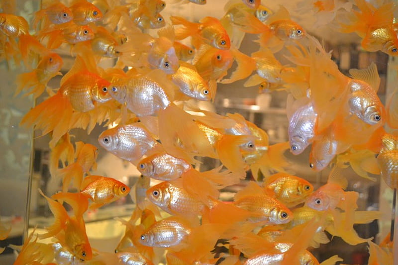 Goldfish Fantails., pretty, gold, graphy, fish, aquarium, fantails, goldfish, HD wallpaper