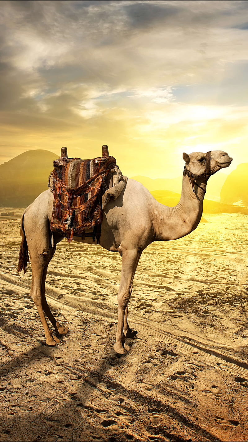 A Camel, animal, desert, morning, nature, sky, summer, sunrise, HD phone wallpaper