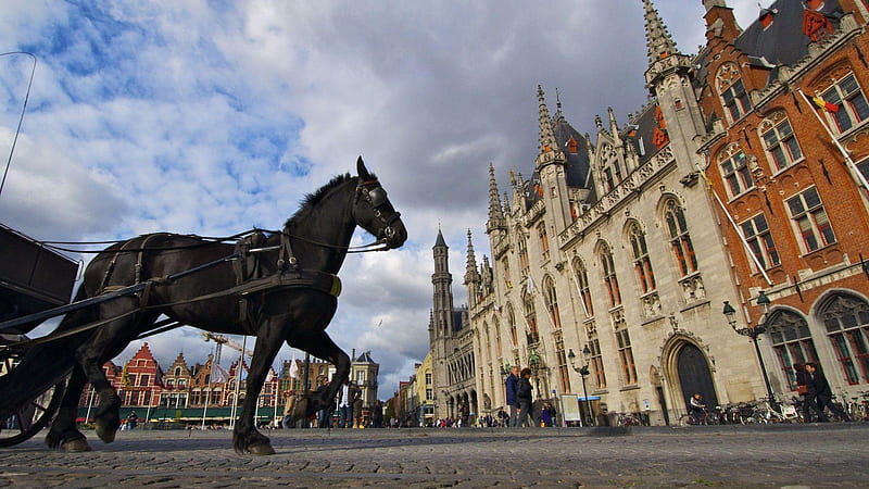 horse in harness at market square in brugge belgium, horse, market, harness, square, HD wallpaper