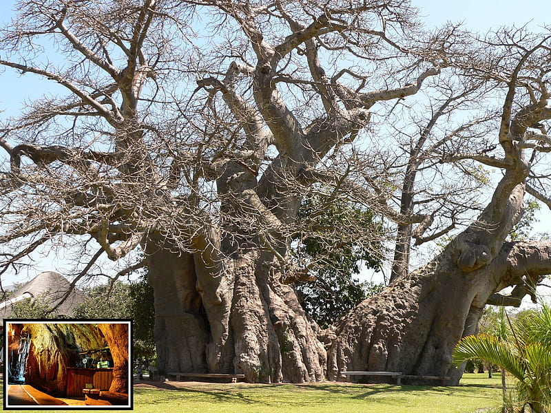 Sunland Baobab, tree, baobab, bar, insert, nature, 6000 years, baobab tree, old, HD wallpaper